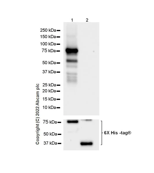 Western blot - Anti-PSD93 antibody [EPR26468-112] - BSA and Azide free (AB289997)