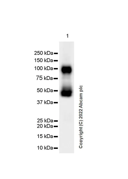 Western blot - Anti-PSD93 antibody [EPR26468-112] - BSA and Azide free (AB289997)