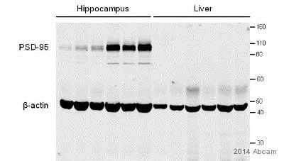 Western blot - Anti-PSD95 antibody [6G6-1C9] - Synaptic Marker (AB2723)