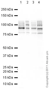 Western blot - Anti-PSD95 antibody [6G6-1C9] - Synaptic Marker (AB2723)