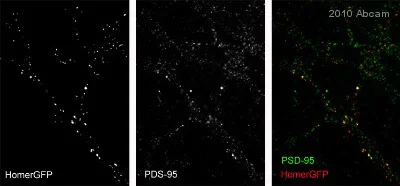 Immunocytochemistry/ Immunofluorescence - Anti-PSD95 antibody [7E3-1B8] - Synaptic Marker (AB13552)