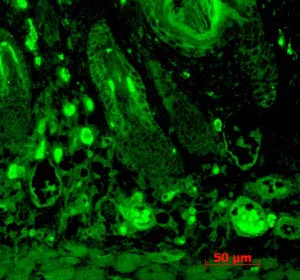 Immunohistochemistry (Formalin/PFA-fixed paraffin-embedded sections) - Anti-PSD95 antibody [7E3-1B8] - Synaptic Marker (AB13552)