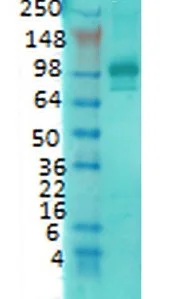 Western blot - Anti-PSD95 antibody [7E3-1B8] - Synaptic Marker (AB13552)