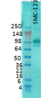 Western blot - Anti-PSD95 antibody [7E3-1B8] - Synaptic Marker (AB13552)