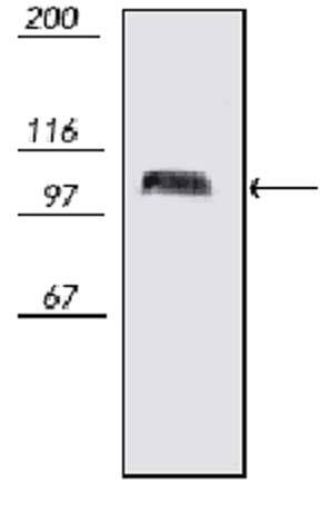 Western blot - Anti-PSD95 antibody [7E3-1B8] - Synaptic Marker (AB13552)