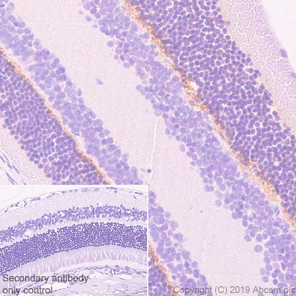 Immunohistochemistry (Formalin/PFA-fixed paraffin-embedded sections) - Anti-PSD95 antibody [EPR23124-118] - BSA and Azide free (AB269863)