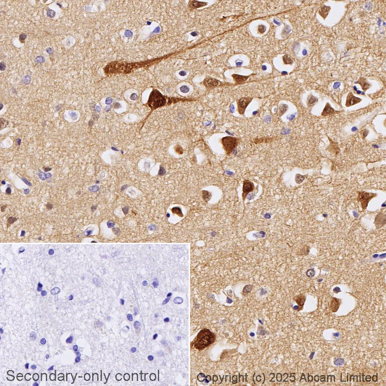 Immunohistochemistry (Formalin/PFA-fixed paraffin-embedded sections) - Anti-PSD95 antibody [EPR23124-118] - BSA and Azide free (AB269863)