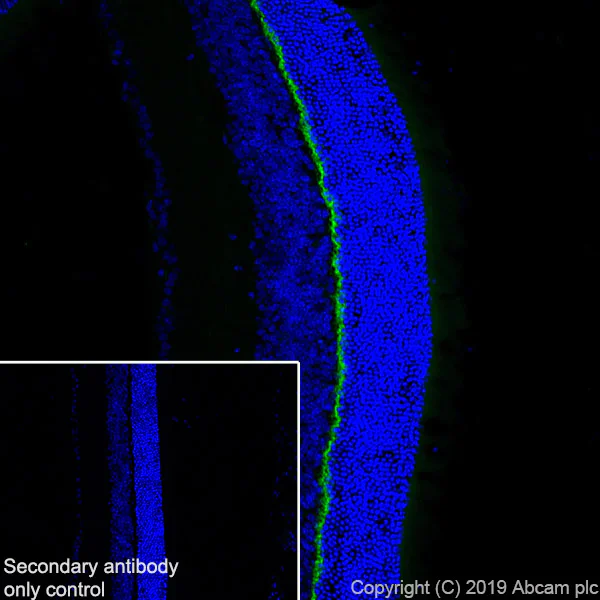 Immunohistochemistry (Frozen sections) - Anti-PSD95 antibody [EPR23124-118] - BSA and Azide free (AB269863)