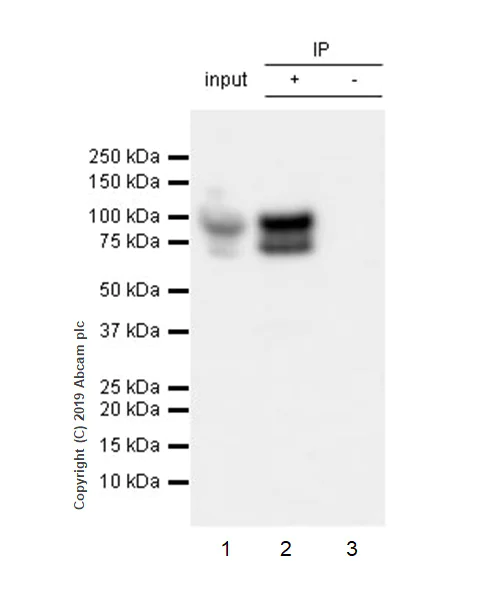 Immunoprecipitation - Anti-PSD95 antibody [EPR23124-118] - BSA and Azide free (AB269863)