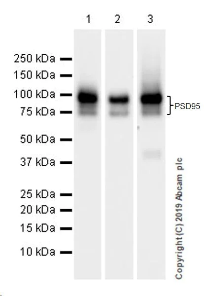 Western blot - Anti-PSD95 antibody [EPR23124-118] - BSA and Azide free (AB269863)