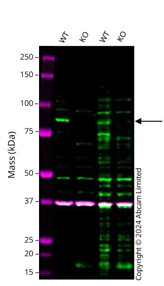Western blot - Anti-PSD95 antibody [EPR23124-118] - BSA and Azide free (AB269863)