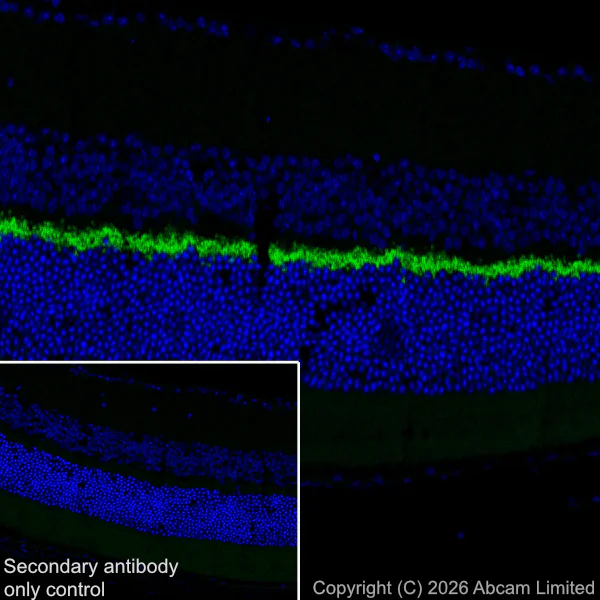 Immunohistochemistry (Frozen sections) - Anti-PSD95 antibody [EPR23124-118] – Goat IgG (Chimeric) – BSA and Azide Free (AB317803)