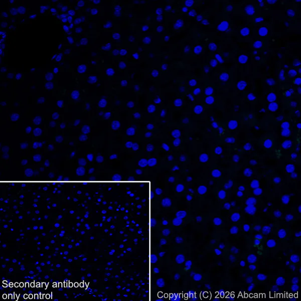 Immunohistochemistry (Frozen sections) - Anti-PSD95 antibody [EPR23124-118] – Goat IgG (Chimeric) – BSA and Azide Free (AB317803)
