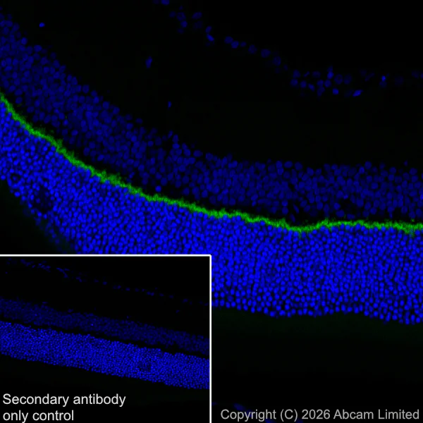 Immunohistochemistry (Frozen sections) - Anti-PSD95 antibody [EPR23124-118] – Goat IgG (Chimeric) – BSA and Azide Free (AB317803)