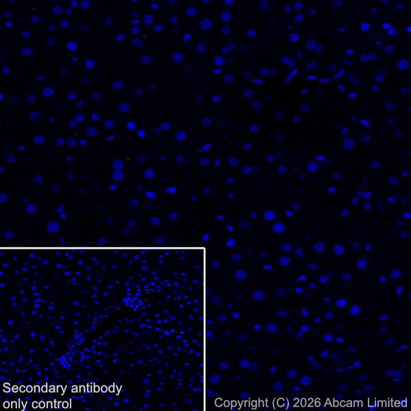 Immunohistochemistry (Frozen sections) - Anti-PSD95 antibody [EPR23124-118] – Goat IgG (Chimeric) – BSA and Azide Free (AB317803)