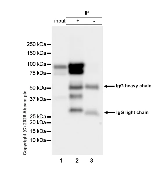 Immunoprecipitation - Anti-PSD95 antibody [EPR23124-118] – Goat IgG (Chimeric) – BSA and Azide Free (AB317803)