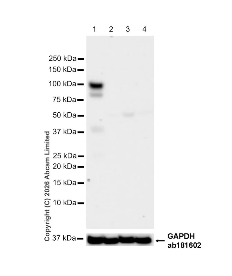 Western blot - Anti-PSD95 antibody [EPR23124-118] – Goat IgG (Chimeric) – BSA and Azide Free (AB317803)