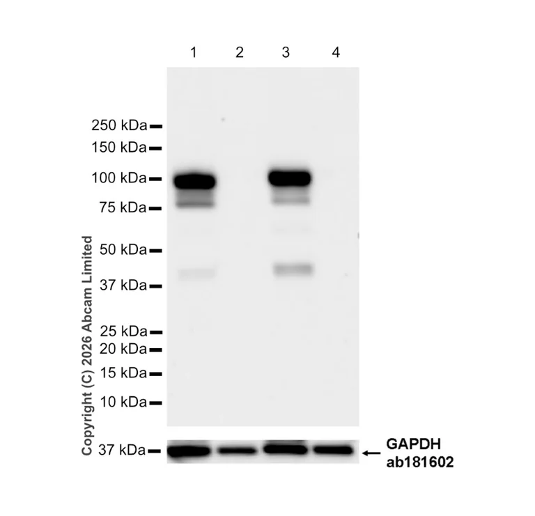 Western blot - Anti-PSD95 antibody [EPR23124-118] – Goat IgG (Chimeric) – BSA and Azide Free (AB317803)