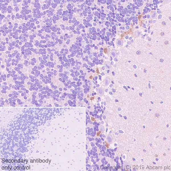 Immunohistochemistry (Formalin/PFA-fixed paraffin-embedded sections) - Anti-PSD95 antibody [EPR23124-118] - Synaptic Marker (AB238135)
