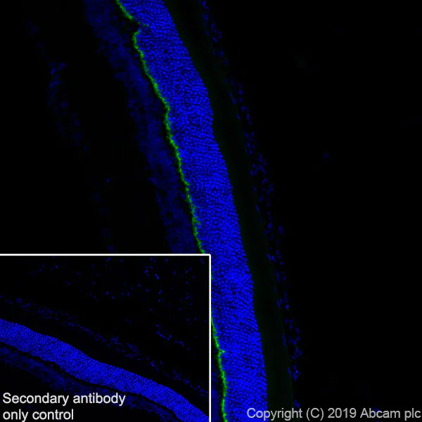 Immunohistochemistry (Frozen sections) - Anti-PSD95 antibody [EPR23124-118] - Synaptic Marker (AB238135)
