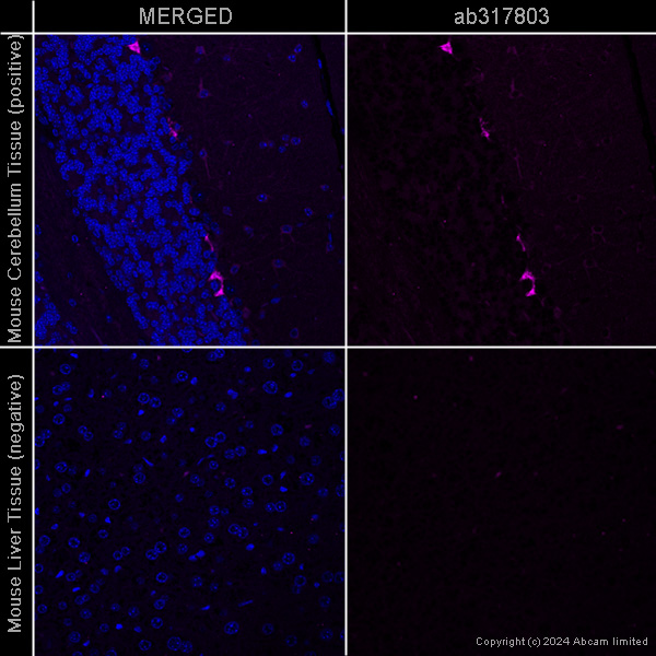 Immunohistochemistry (Formalin/PFA-fixed paraffin-embedded sections) - Anti-PSD95 antibody [EPR23124-118] - Synaptic Marker – Goat IgG (Chimeric) (AB317793), expandable thumbnail