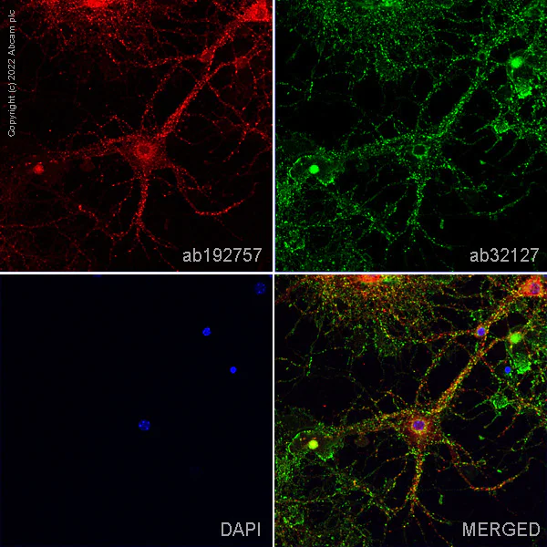 Anti-PSD95 antibody [K28/43] - Synaptic Marker (ab192757