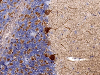 Immunohistochemistry (Formalin/PFA-fixed paraffin-embedded sections) - Anti-PSD95 antibody - Synaptic Marker (AB18258)