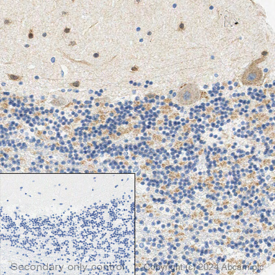 Immunohistochemistry (Formalin/PFA-fixed paraffin-embedded sections) - Anti-PSD95 antibody - Synaptic Marker (ab18258), expandable thumbnail