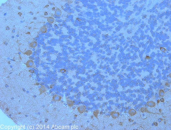 Immunohistochemistry (Formalin/PFA-fixed paraffin-embedded sections) - Anti-PSD95 antibody - Synaptic Marker (ab18258), expandable thumbnail