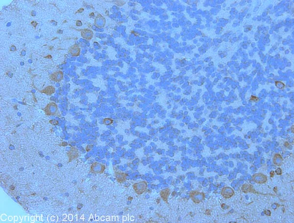 Immunohistochemistry (Formalin/PFA-fixed paraffin-embedded sections) - Anti-PSD95 antibody - Synaptic Marker (AB18258)