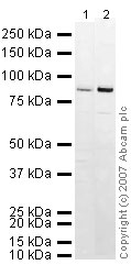 Western blot - Anti-PSD95 antibody - Synaptic Marker (ab18258), expandable thumbnail