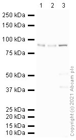 Western blot - Anti-PSD95 antibody - Synaptic Marker (ab18258), expandable thumbnail