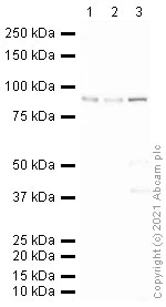 Western blot - Anti-PSD95 antibody - Synaptic Marker (AB18258)