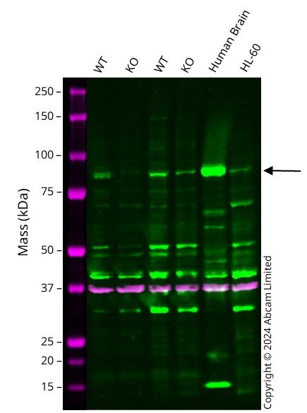 Western blot - Anti-PSD95 antibody - Synaptic Marker (ab18258), expandable thumbnail