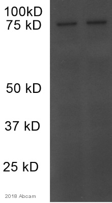 Western blot - Anti-PSD95 antibody - Synaptic Marker (ab18258), expandable thumbnail
