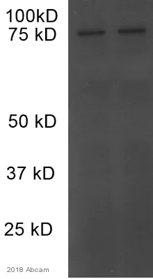 Western blot - Anti-PSD95 antibody - Synaptic Marker (AB18258)