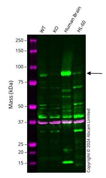 Western blot - Anti-PSD95 antibody - Synaptic Marker (AB18258), expandable thumbnail