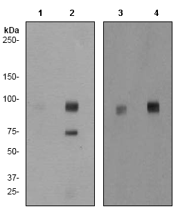 Western blot - Anti-PSD95 (phospho S295) antibody [EP2615Y] (AB76108), expandable thumbnail