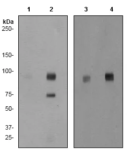 Western blot - Anti-PSD95 (phospho S295) antibody [EP2615Y] (AB76108)