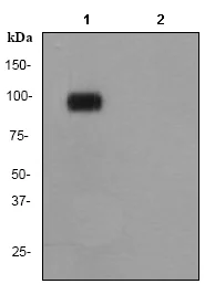 Western blot - Anti-PSD95 (phospho S418) antibody [EPR2618Y] - BSA and Azide free (AB247445)