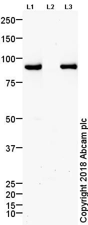 Western blot - Anti-PSD95 (phospho T19) antibody (AB16496)
