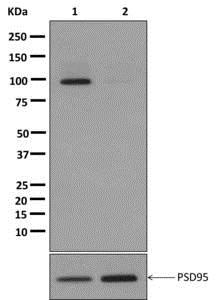 Western blot - Anti-PSD95 (phospho T19) antibody [EPR2619(2)] (AB172628), expandable thumbnail