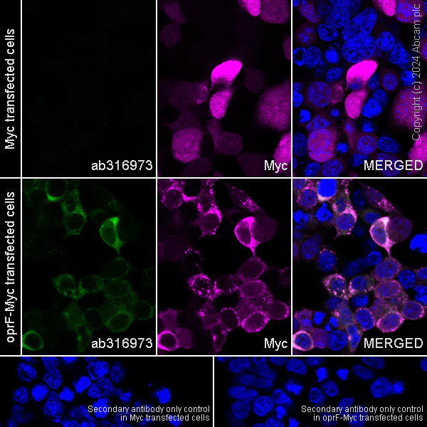 Immunocytochemistry/ Immunofluorescence - Anti-Pseudomonas Outer membrane porin F antibody [EPR28629-91] - BSA and Azide free (AB316974)