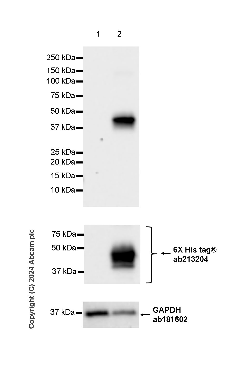 Western blot - Anti-Pseudomonas Outer membrane porin F antibody [EPR28629-91] - BSA and Azide free (AB316974), expandable thumbnail