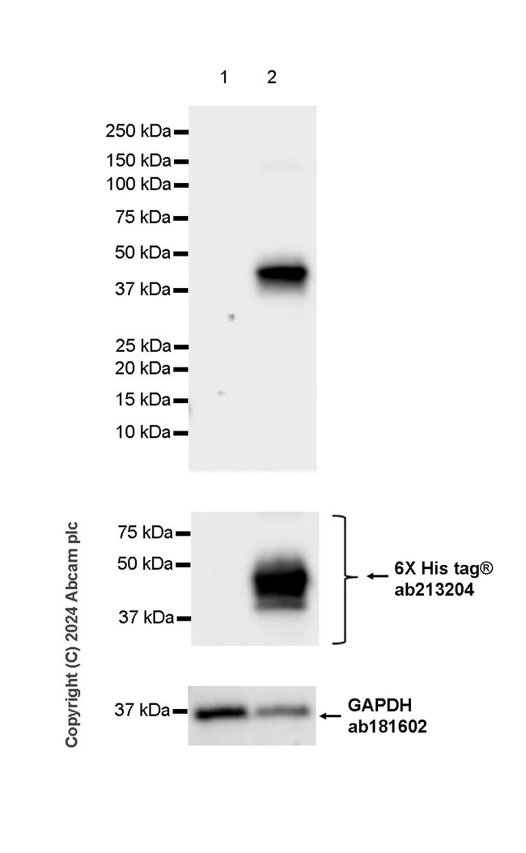 Western blot - Anti-Pseudomonas Outer membrane porin F antibody [EPR28629-91] - BSA and Azide free (AB316974)