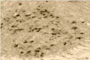 Immunohistochemistry (Frozen sections) - Anti-Pseudorabies Virus antibody (AB3534)