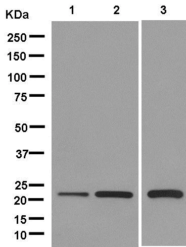 Western blot - Anti-PSF1 antibody [EPR13359] (AB181112)