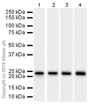 Western blot - Anti-PSF1 antibody [EPR13359] (AB181112)