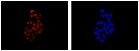 Immunocytochemistry/ Immunofluorescence - Anti-PSF1 antibody [EPR13359] - BSA and Azide free (AB240240)