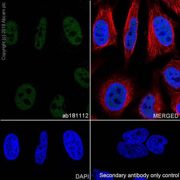 Immunocytochemistry/ Immunofluorescence - Anti-PSF1 antibody [EPR13359] - BSA and Azide free (AB240240)